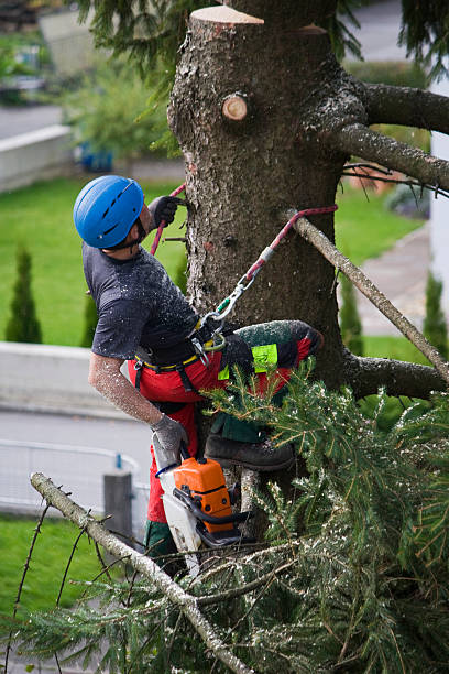 Best Commercial Tree Services  in Lancaster, OH