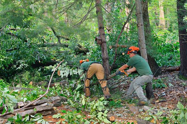 Mulching Services in Lancaster, OH